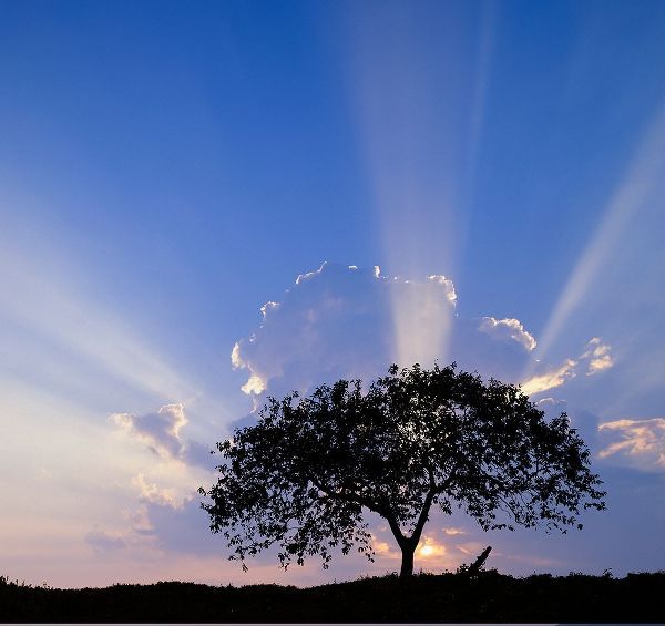 Jones, Adam 아티스트의 Single tree silhouetted at sunrise-Costa Rica작품입니다.